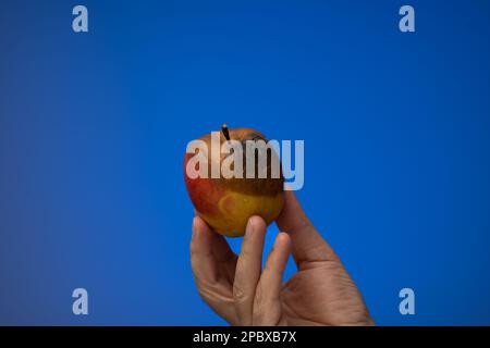 Halbfauler oder verdorbener Apfel, der von einem weißen Mann in der Hand gehalten wird. Nahaufnahme des Studios, isoliert auf blauem Hintergrund. Stockfoto