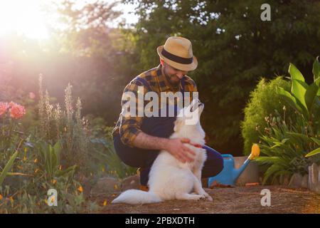 Lächelnder Gärtner in legeren Kleidern, der mit dem weißen Samoyed-Hündchen spielt. Sonniger Garten im Hintergrund. Das Konzept des Trainingstiers und des Hundeschlittentages Stockfoto