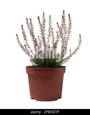Wunderschönes Heidekraut im Blumentopf, isoliert auf Weiß Stockfoto