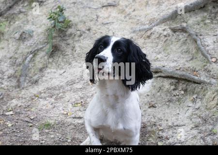 Black-and-White-springer-Spaniel konzentrierte sich auf etwas. Stockfoto