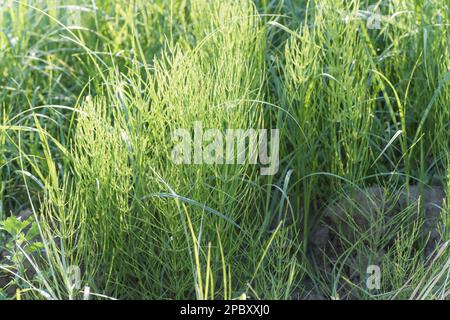 Equisetum arvense, Feldachsetail oder gewöhnlicher Schachtelhalm auf der Wiese am Nachmittag an sonnigen Tagen. Sammeln von Heilpflanzen und Kräutern Stockfoto