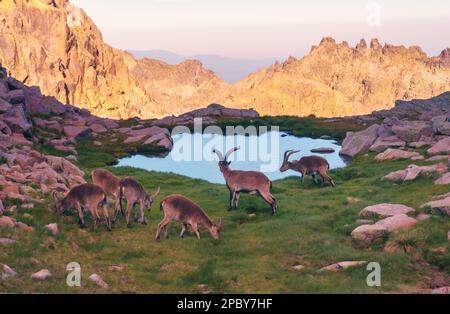 Wilde Ziegen mit langen Hörnern grasen auf einem grasbedeckten Rasen mit rauen Steinen in der Nähe eines ruhigen Sees vor Bergen in Sierra de Gredos Stockfoto