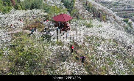 CHONGQING, CHINA - 13. MÄRZ 2023 - Touristen genießen blühende Pflaumenblumen in Chongqing, China, 13. März 2023. Stockfoto