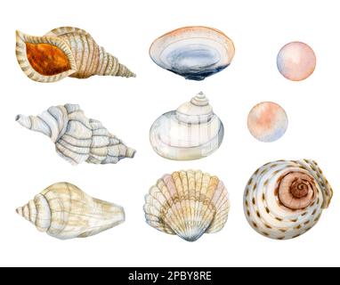 Wasserfarbenes nautisches Set aus tropischen Muscheln und Perlen unter Wasser. Handgezeichnete Illustrationen isoliert auf weißem Hintergrund Stockfoto