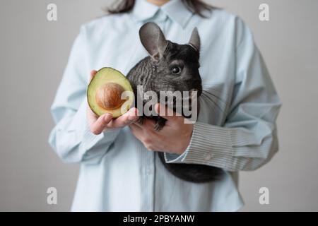 Schneide ein anonymes Weibchen in einem Hemd mit einer abgeschnittenen Hälfte reifer Avocado und halte dabei ein weiches Chinchilla-Haustier, während du drinnen über grauem Hintergrund stehst Stockfoto