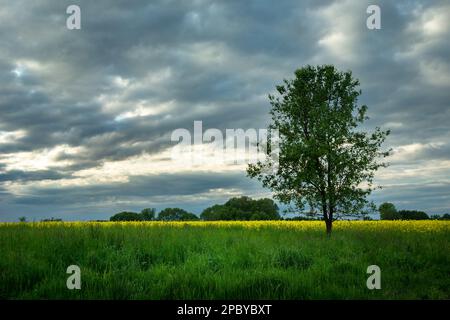 Ein einzelner Baum auf einer grünen Wiese und bewölkter Himmel Stockfoto