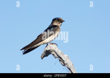 Tree Martin (Petrochelidon nigricans) Lake Gregory Bundaberg Queensland Australien Stockfoto