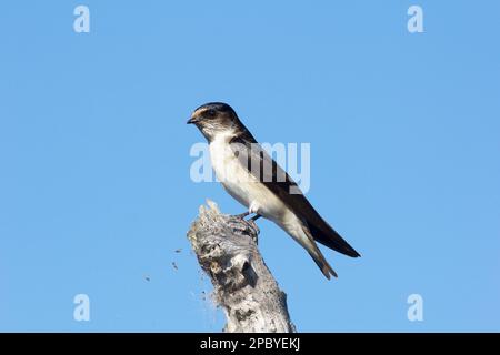 Tree Martin (Petrochelidon nigricans) Lake Gregory Bundaberg Queensland Australien Stockfoto