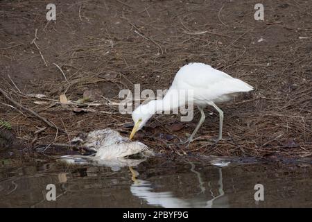 Ein nicht-Zuchtvieh Reiher pflücken ein Insekt aus dem Korps eines toten Jugendlichen bei einer Rokerei.Bulbulcus ibis Bundaberg Queensland, Australien Stockfoto