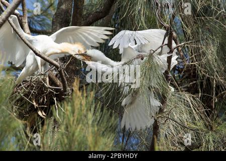 Ein Rinder-Egret (Bulbulcus ibis), der seine Jungen füttert, zeigt niktitierende Membran und partielle Zuchtfarben. Bundaberg Queensland, Australien Stockfoto