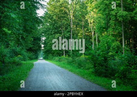 Eine Schotterstraße durch einen dichten grünen Wald mit Blick auf den Sommer Stockfoto