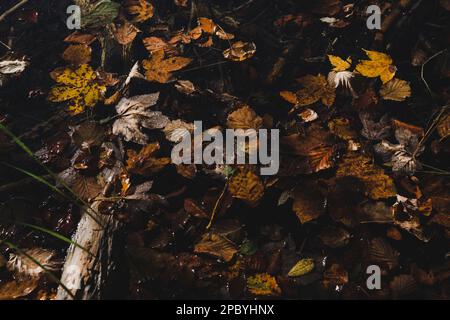 Gelbe und hellbraune Ahornblätter mit Flecken und Adern Auf die Oberfläche fällt vom trockenen Baumstamm im Herbst hinein Tageslicht Stockfoto