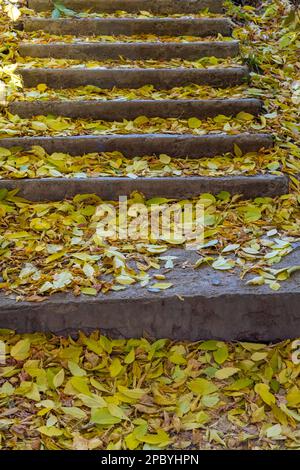 Bunte Herbstblätter auf einer Betontreppe. Herbsthintergrund trockener Blätter, vertikaler Rahmen. Stockfoto