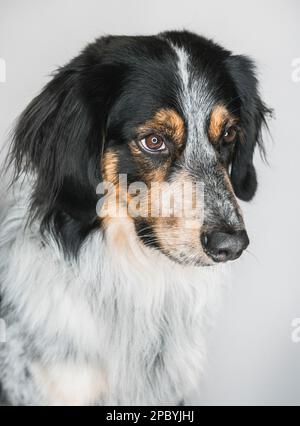 Nahaufnahme von niedlichen flauschigen gemischten Rasse Bordernese oder Border Collie Berner Sennenhund Mix schaut weg auf weißem Hintergrund Stockfoto