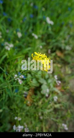 Das grüne Feld von Bangladesch. Foto einer gelben Senfblume auf grünem Hintergrund. Dies ist ein Blick auf ein offenes Feld in einem Dorf in Bangladesch. Green Field Stockfoto