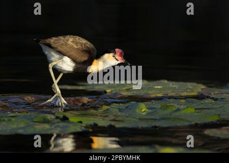 Kamm- Crested Jacana zu Fuß auf Wasser Lilienpads.Irediparra gallinacea Lake Gregory Bundaberg Queensland Australien Stockfoto