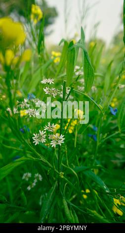 Auf den Feldern von Bangladesch blühen Blumen in verschiedenen Farben. Weiße Korianderblüten, gelbe Senfblüten, Erbsenblüten blühen Stockfoto