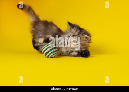 Süßes Kätzchen spielt mit Ball auf gelbem Hintergrund Stockfoto