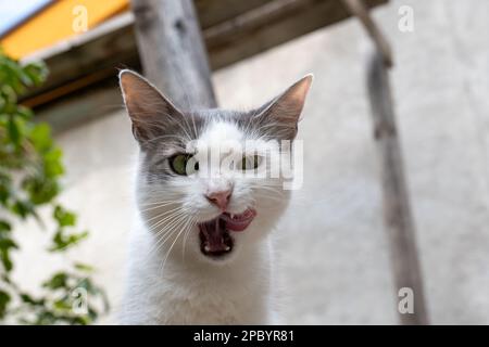 Porträt von weißer streunender Katze in einem Garten. Nahaufnahme, Katze schaut in die Kamera, offener Mund, freiliegendes Zungenlecken, keine Menschen. Stockfoto