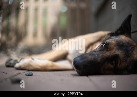 Erwachsener Schäferhund Schäferhund Nahaufnahme mit Kopfschuss, geringer Winkel, geringe Schärfentiefe, offene Augen, keine Menschen Stockfoto