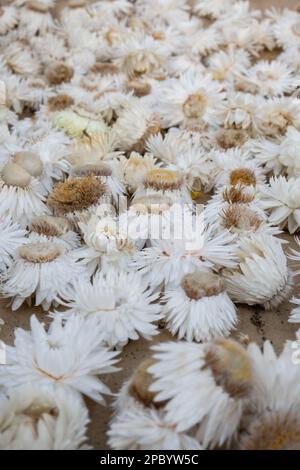 Ein wunderschöner Haufen immerwährender Strohblumen, die zum Trocknen zurückgelassen wurden. Nahaufnahme, keine Leute Stockfoto