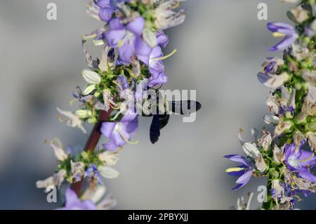 Violette Zimmermannsbiene (Xylocopa violacea) auf Blüten in Kroatien, Makrofotografie, Insekten Stockfoto