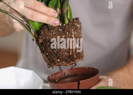 Zamioculcas aus einem kleinen Topf in einen großen zu transplantieren. Ein Mann zieht eine Zimmerpflanze aus einem alten Topf. Frühjahrsgärtnerei. Stockfoto