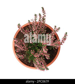 Wunderschönes Heidekraut im Blumentopf, isoliert auf Weiß, Draufsicht Stockfoto