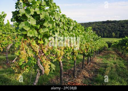 Weinplantage im Herbst in Bad Sulza - Thüringen Stockfoto