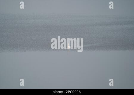 swan, die größte Wasservogelart der Unterfamilie Anserinae, Familie Anatidae (Ordnung Anseriformes). Die meisten Schwäne gehören zur Gattung Cygnus. Schwäne Stockfoto