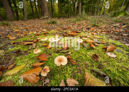 Ein Haufen wilder Pilze, die im Oktober in Europa auf mossig grünem Waldgrund wachsen. Nahaufnahme vom Boden aus, keine Leute Stockfoto