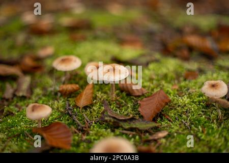 Ein Haufen wilder Pilze, die im Oktober in Europa auf mossig grünem Waldgrund wachsen. Nahaufnahme vom Boden aus, keine Leute Stockfoto