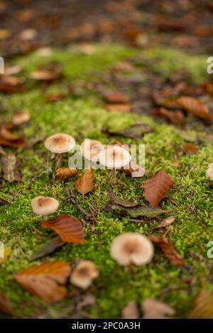 Ein Haufen wilder Pilze, die im Oktober in Europa auf mossig grünem Waldgrund wachsen. Nahaufnahme vom Boden aus, keine Leute Stockfoto