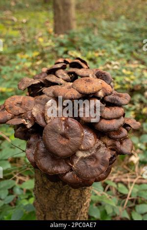 Ein Haufen wilder Pilze, die im Oktober im Wald in Europa auf Baumstumpf wachsen. Nahaufnahme vom Boden aus, keine Leute Stockfoto