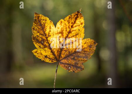 Farbenfrohes Ahornblatt im Herbst, Außenaufnahme, geringe Tiefenschärfe, keine Menschen... Stockfoto