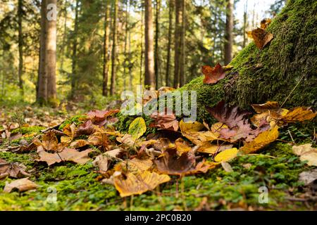 Grünes Moos und Herbstblätter auf Baumstumpfwurzeln an einem Herbsttag im Wald. Nahaufnahme aus niedrigem Winkel, keine Menschen Stockfoto