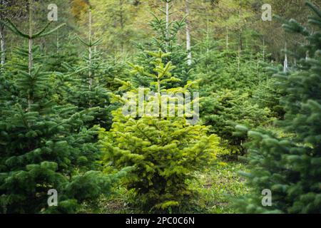 Junger immergrüner Kiefernweihnachtsbaum in einem Schweizer Waldbauernhof. Tagsüber, keine Leute. Stockfoto