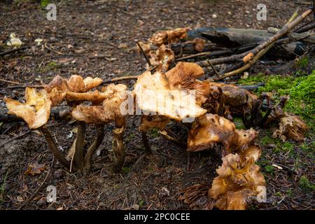 Wilde Herbstpilze im europäischen Wald im Oktober. Nahaufnahme, keine Leute. Stockfoto