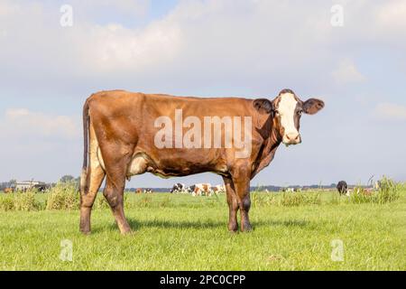 Milchkuh steht auf grünem Gras auf einer Weide und blauem Himmel, Seitenansicht über die gesamte Länge rot braun und rundes Euter Stockfoto