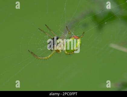 Gurkenspinne (Araniella cucurbitina), weiblich mit Beute im Netz, Dumfries, Südschottland Stockfoto