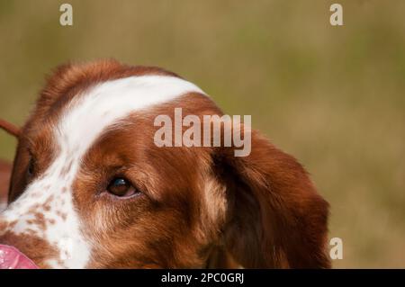 Nahfokus auf das Auge eines walisischen Springer Spaniel Stockfoto