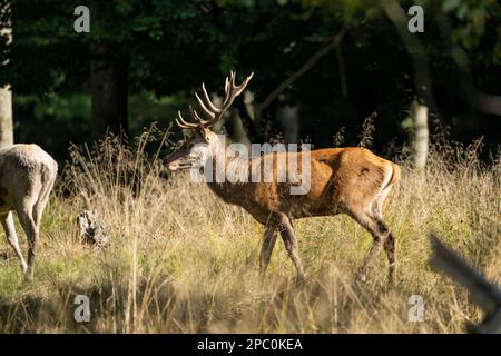 Hirsche mit großen Hörnern laufen, Rennen, schreien unter den Weibchen während der Paarungszeit, zwischen dem grünen Wald und gelben Feldern. Hirschsaison. Stockfoto