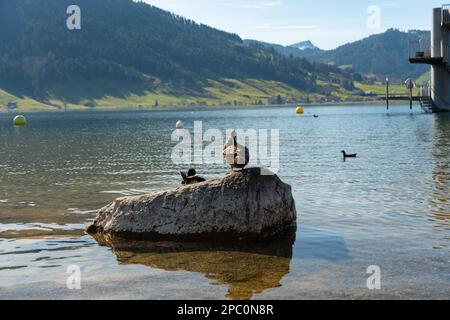 Oberaegeri, Schweiz, 20. Februar 2023 Duck sitzt auf einem Felsen im Aegerisee Stockfoto