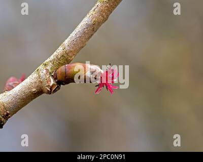 Rote weibliche Blume von Hazel Tree Stockfoto