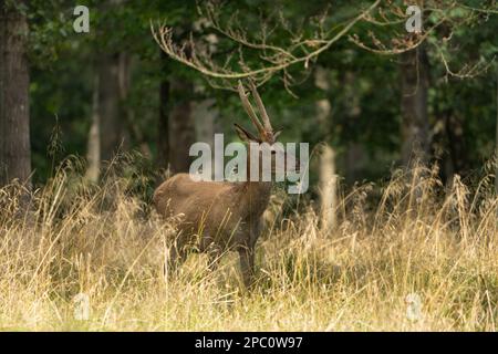 Hirsche mit großen Hörnern laufen, Rennen, schreien unter den Weibchen während der Paarungszeit, zwischen dem grünen Wald und gelben Feldern. Hirschsaison. Stockfoto