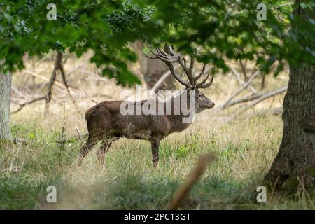 Hirsche mit großen Hörnern laufen, Rennen, schreien unter den Weibchen während der Paarungszeit, zwischen dem grünen Wald und gelben Feldern. Hirschsaison. Stockfoto