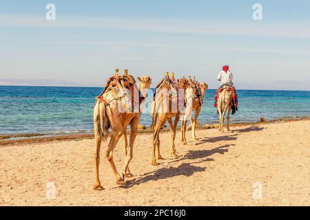 Kamelkarawane für Touristen. Eine Kamelback-Beduinen-Safari in Dahab. Ägypten. Stockfoto