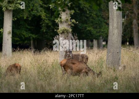 Hirsche mit großen Hörnern laufen, Rennen, schreien unter den Weibchen während der Paarungszeit, zwischen dem grünen Wald und gelben Feldern. Hirschsaison. Stockfoto