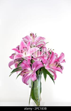 Ein Haufen rosa orientalischer Lilien in einer Vase. Nahaufnahme, Studioaufnahme, keine Leute. Stockfoto