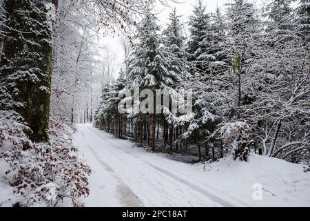 Große schneebedeckte Tannen oder Kiefern in einem Wald in der Schweiz, Europa. Bewölkter Tag, keine Menschen. Stockfoto